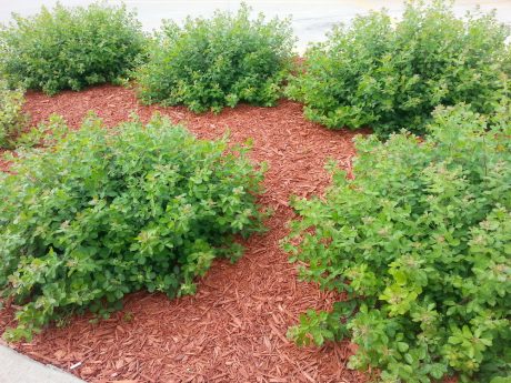 Commercial mulch is colored with vegetable dye.