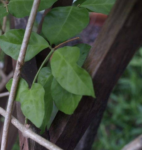 Jasmine sambac on a trellis