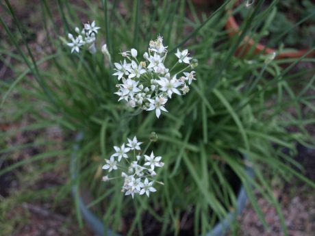 Garlic chives in bloom