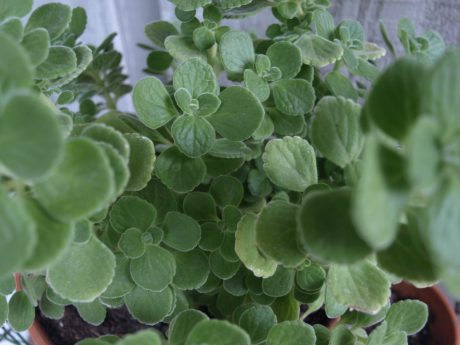 Cuban Oregano: Cute, aromatic, and a pain in the neck. (Hey guys, does this sound familiar?)