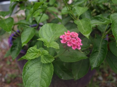 lantana