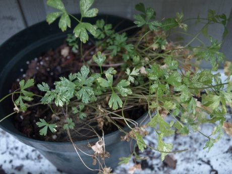 This my friends is what powdery mildew looks like at its worst.
