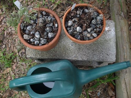 Fern Leaf Lavender and Rose Petal Thyme...the most picky plants of 2015