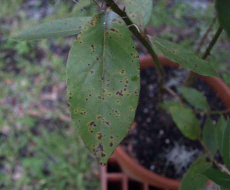 Rust on bay tree