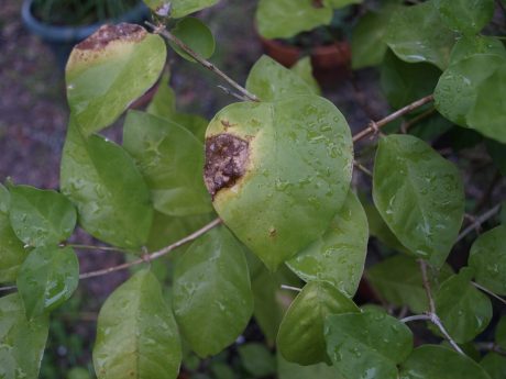 Congratulations! You have spider mites! (And also wind-burned leaves)