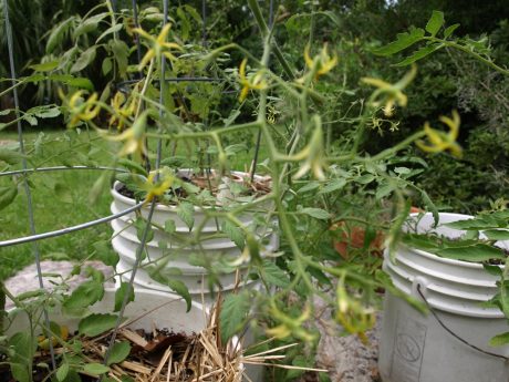 Tomatoes in progress.