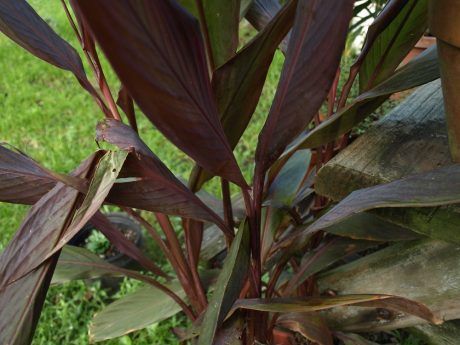 Canna lilies are a good choice for boggy areas.
