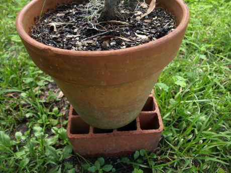 Putting plants on bricks or other raisers keeps them out of the mud.