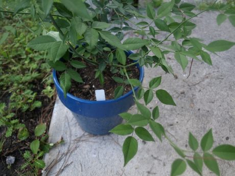 If it won't stop raining, putting plants under the carport will keep them from becoming soggy.