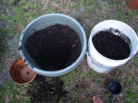Everything you need to transplant: large container, small pot for scooping dirt, human being for doing all the work....