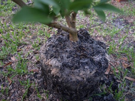 Large plants like this one may take two people to get them out of the original container.