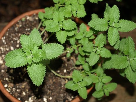 For only $1 investment, I'll have enough catnip to make drug addicts out of all my friends' favorite felines.