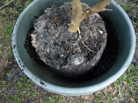 Center the plant in the container.