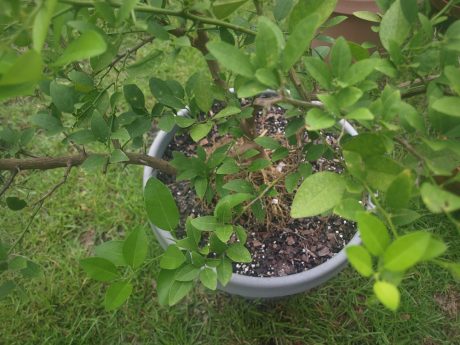 Finished transplanting.