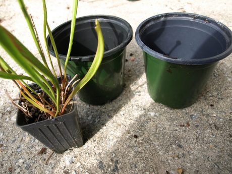 resizedpots