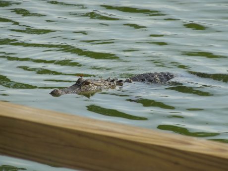 Gator