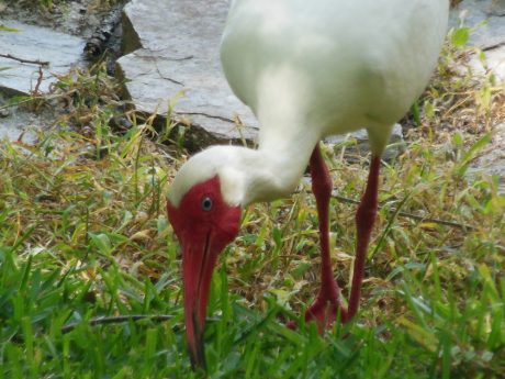 Ibis