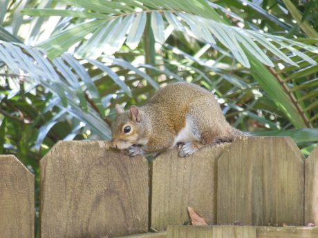 Squirrel