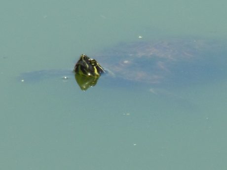 Turtle