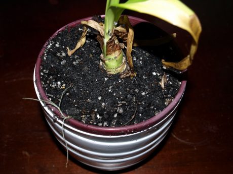 You shouldn't bury the entire bulb as seen here. (I went back and unearthed it after I found this out)