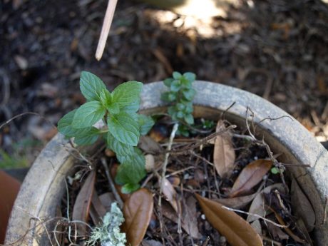 The chocolate mint only looks harmless....