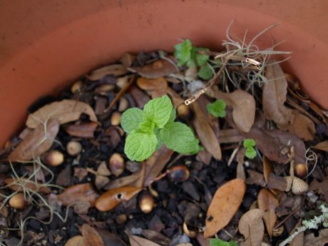 Mojito mint starting to go dormant.