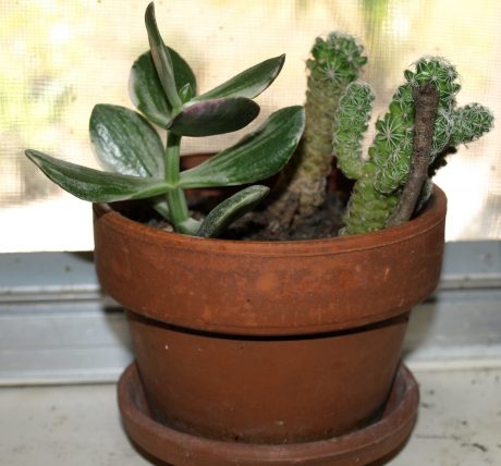 Windowsill Gardens Let The Sun Shine In Home Fixated