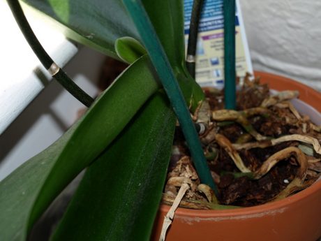 This plant has gotten too large for the windowsill.