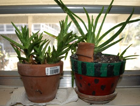 windowplants