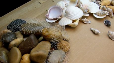 Rocks and shells