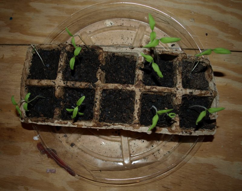 Not quite ready for transplanting...