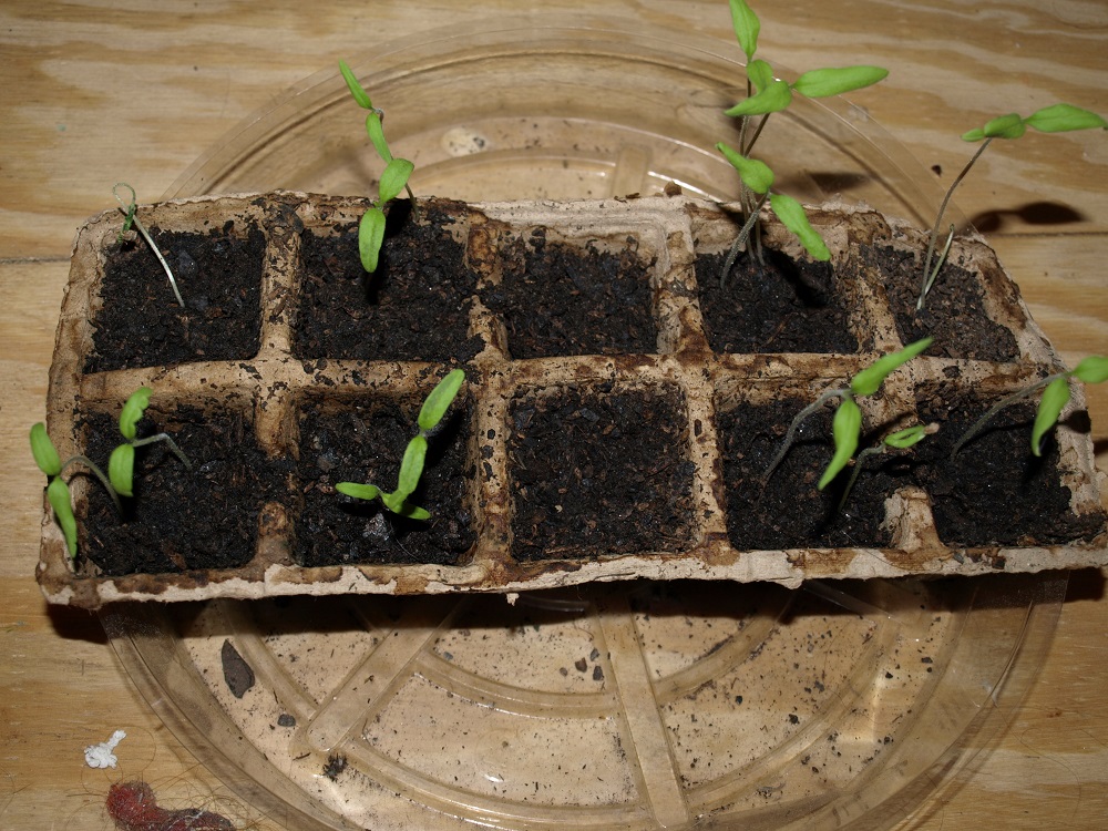 Starting Seedlings Outside and Get Your Garden Groove On! Home Fixated