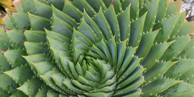 Thorny Plants Tips and Tricks - We've Got Some Points - Home Fixated