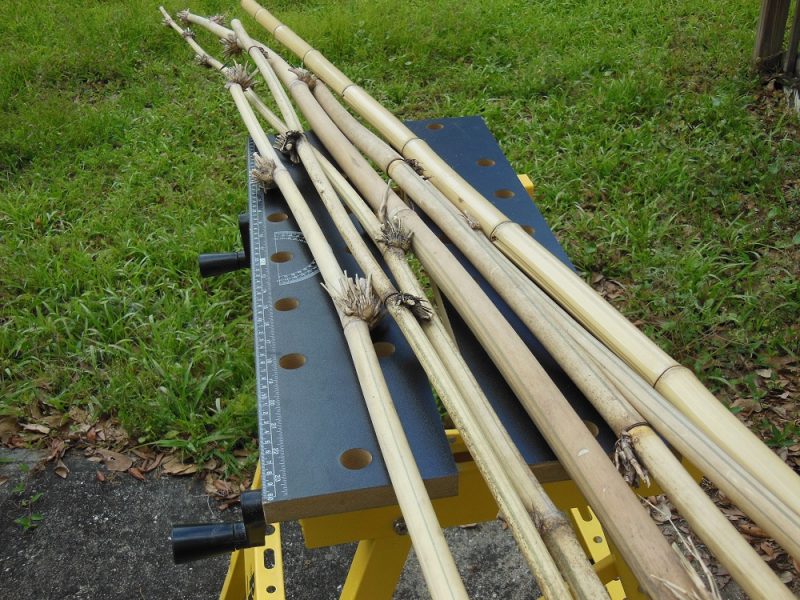 Bamboo stalks