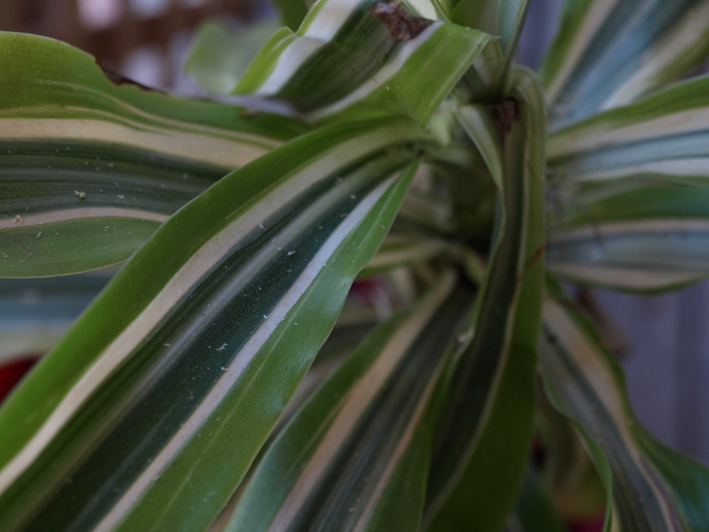 Easy Houseplants to Care For