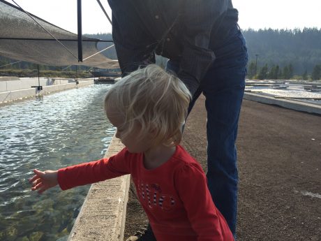 Richard overseeing the feeding of baby trout at the fish hatchery with my youngest daughter