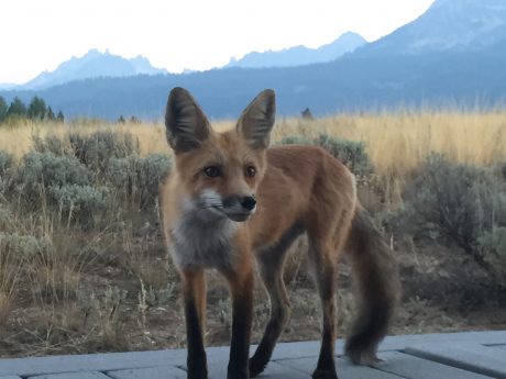 fox