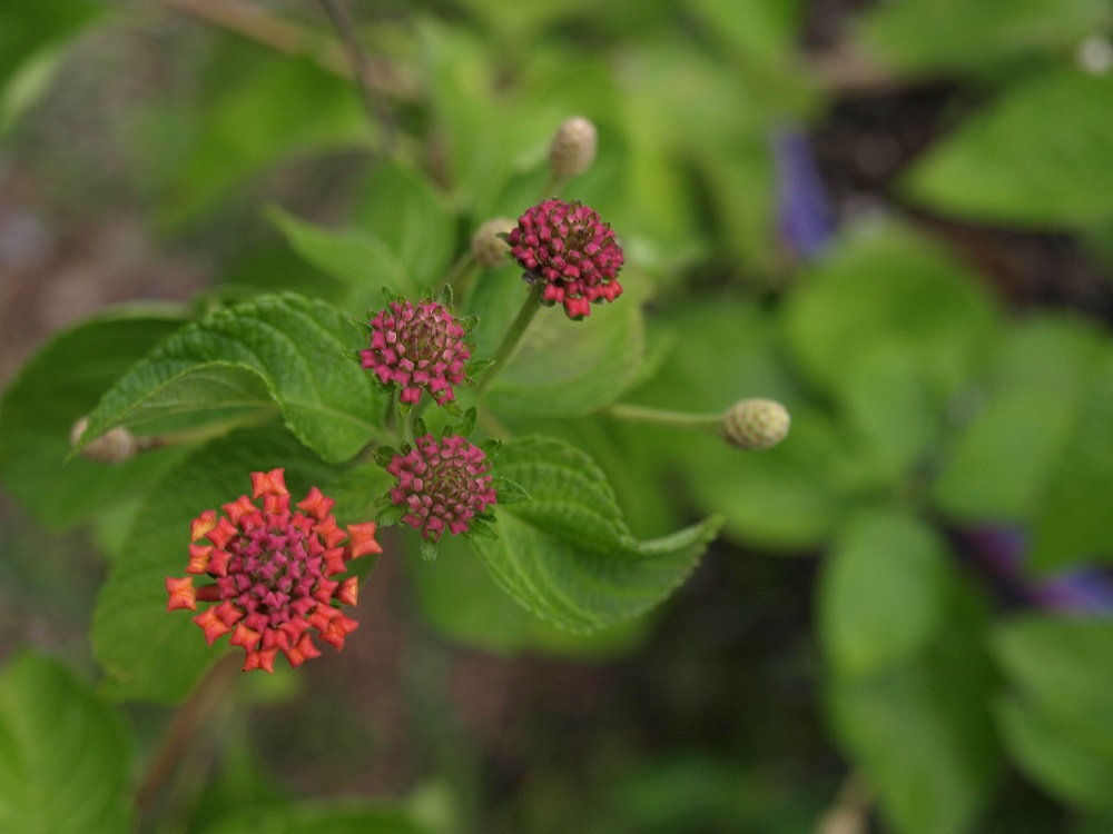 How to Grow Lantana The Summer Survivor Home Fixated