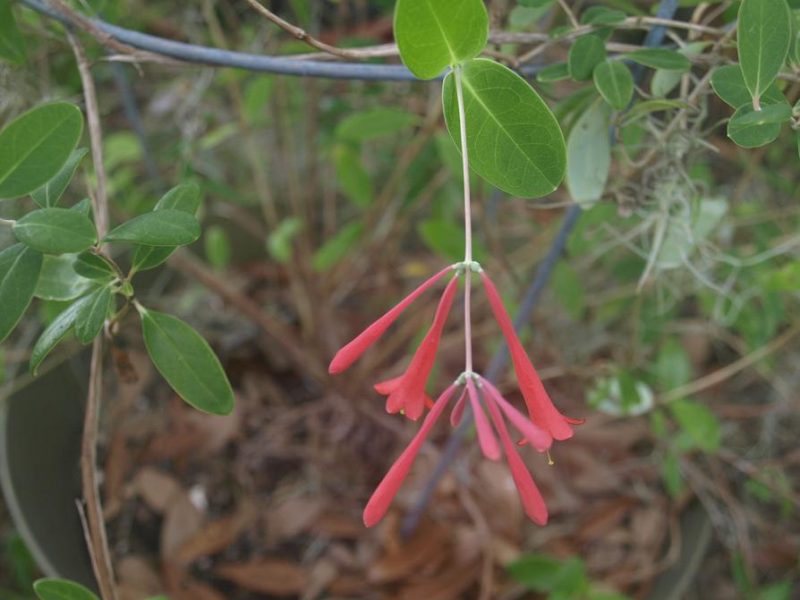 Plant Supports A Guide to Key Garden Plant Support Systems