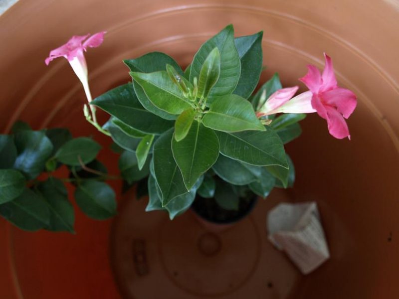 Flower and planter.