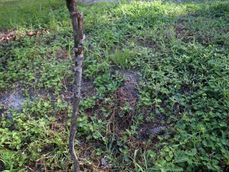 The hole in the yard.