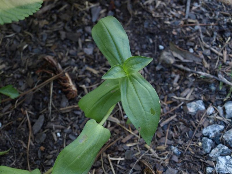 Zinnia seedling growing in the bed.
