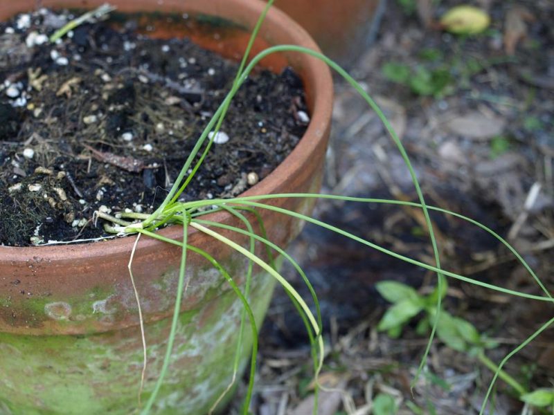 This plant clearly needs a container adjustment.