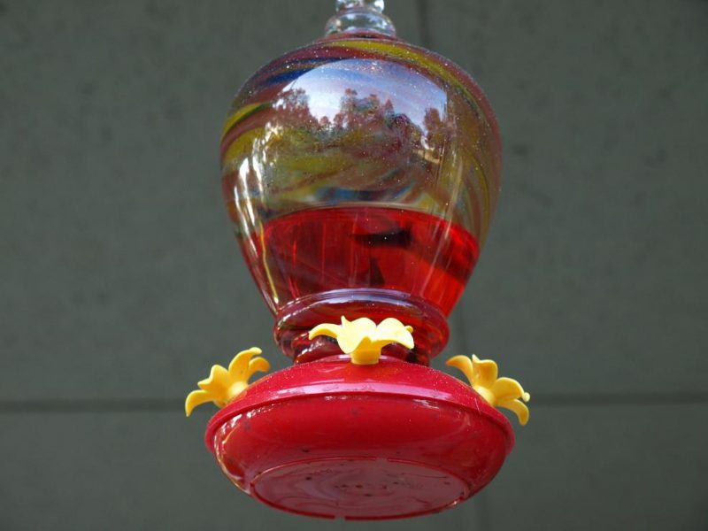 hummingbird feeder