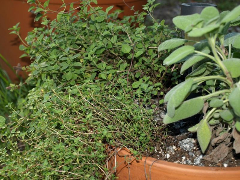 Planter brimming with healthy, lush plants: what its supposed to look like.