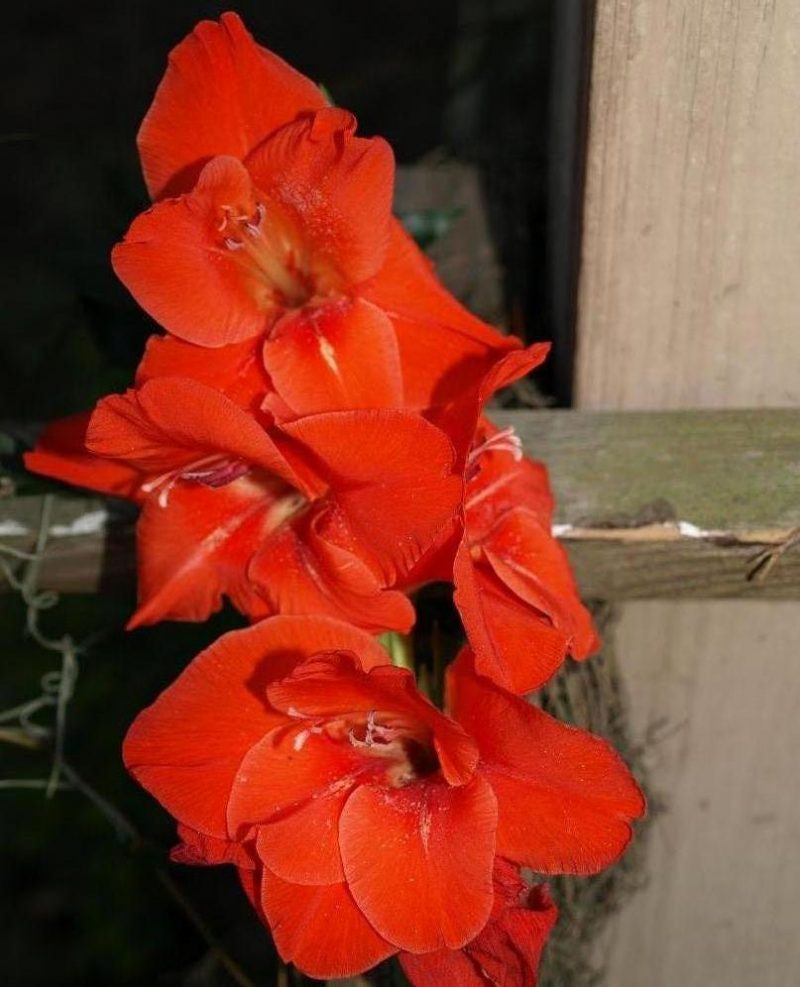 Hummingbirds like brightly colored flowers.