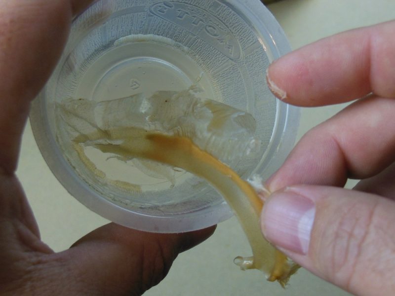 Glue cup