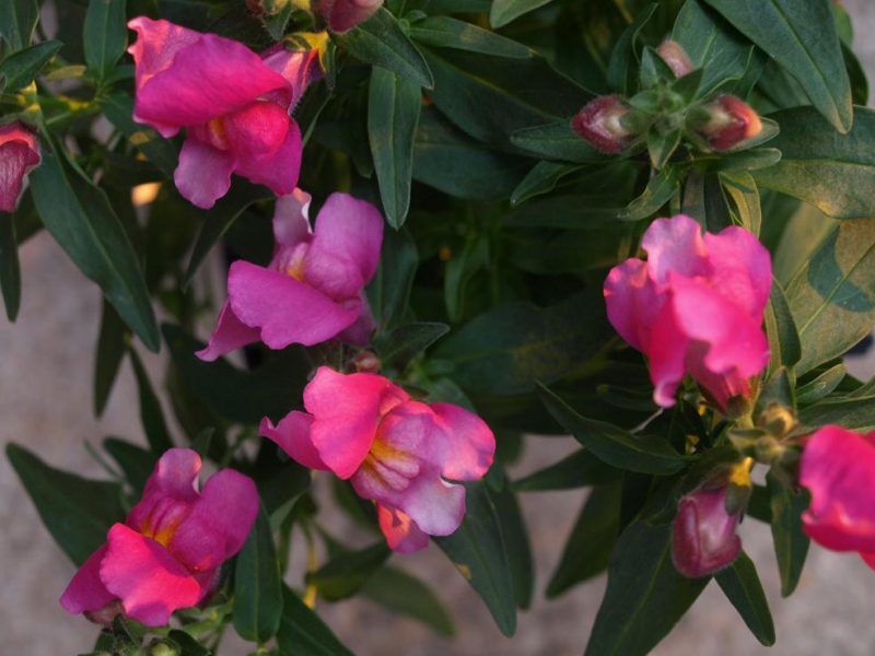 Snapdragons are a good choice for warmer areas.