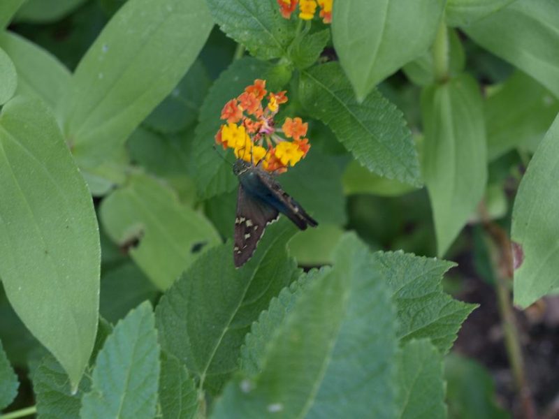 butterflies