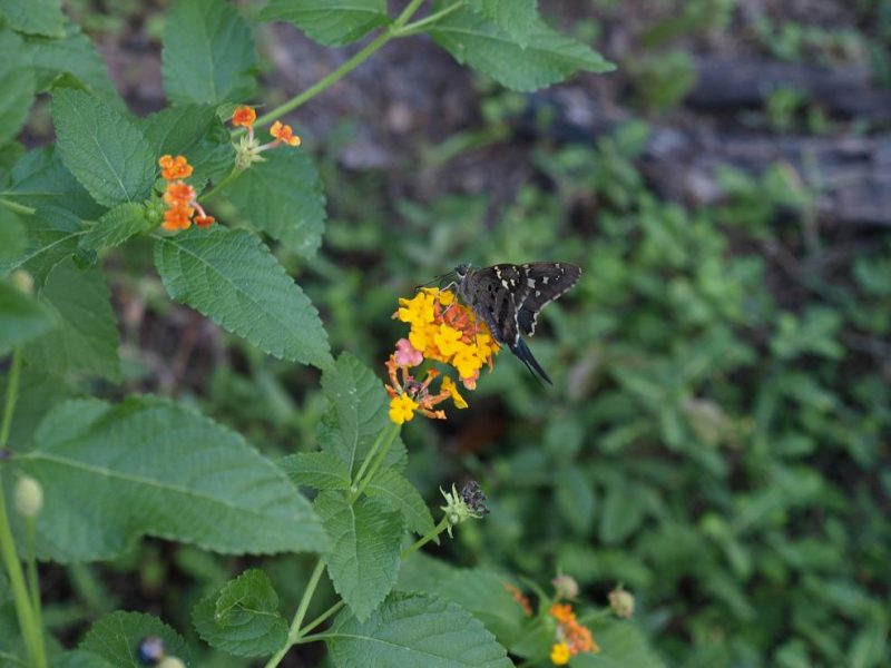 butterflies